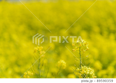 菜の花畑 菜の花畑 89590359