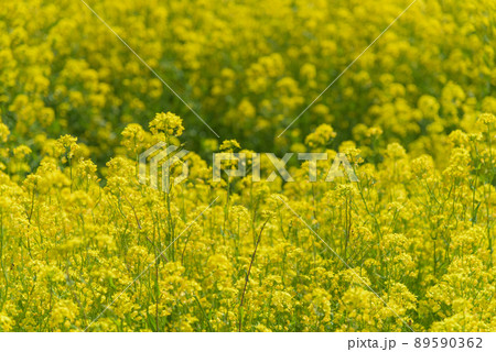 菜の花畑 89590362