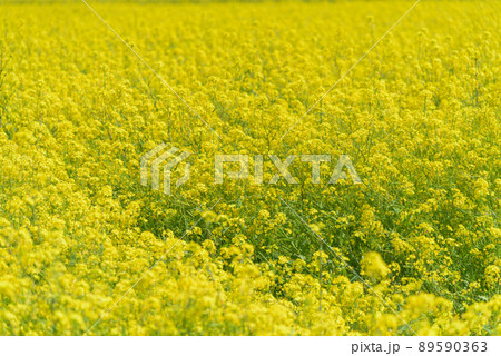 菜の花畑 菜の花畑 89590363