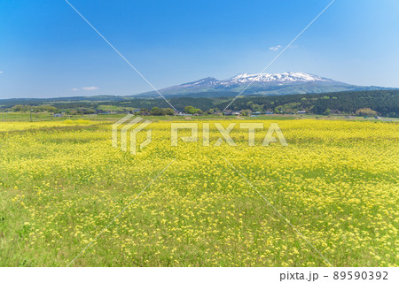 菜の花畑 菜の花畑 89590392