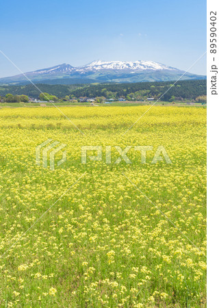 菜の花畑 菜の花畑 89590402