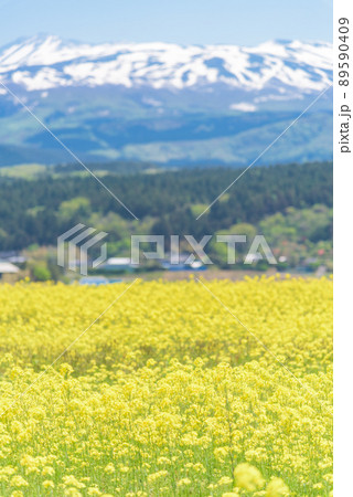 菜の花畑 菜の花畑 89590409