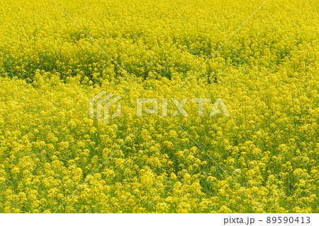 菜の花畑 菜の花畑 89590413