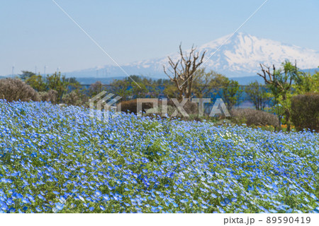 ネモフィラ ネモフィラ 89590419