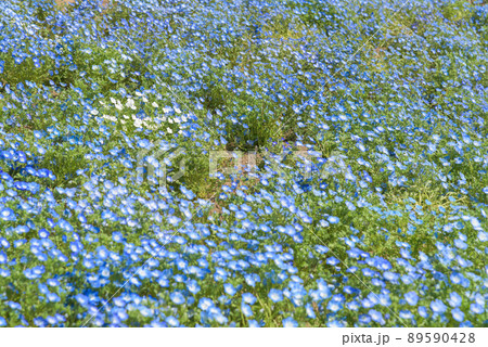 ネモフィラ 89590428