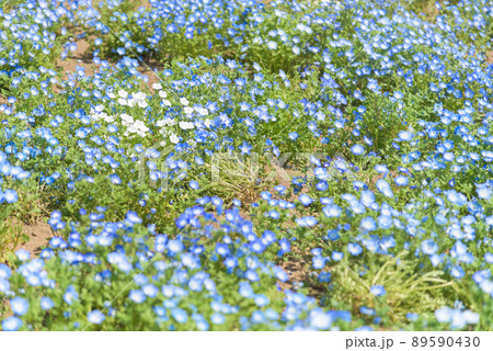 ネモフィラ 89590430