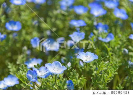 ネモフィラ 89590433