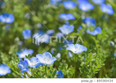 ネモフィラ 89590434
