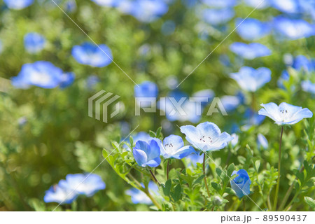 ネモフィラ 89590437