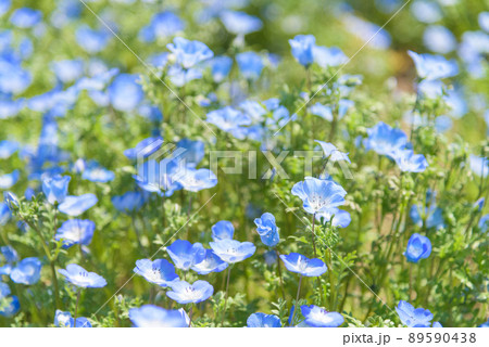 ネモフィラ 89590438