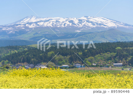 菜の花畑 89590446