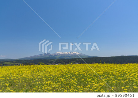 菜の花畑 菜の花畑 89590451
