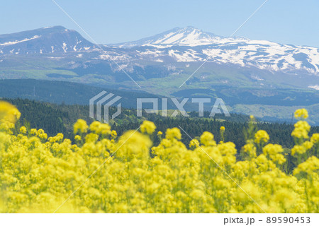 菜の花畑 89590453
