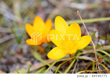 クロッカスの花 クロッカスの花 89590775
