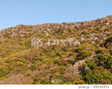 紀三井寺の裏山の満開の山桜の空撮 89590953