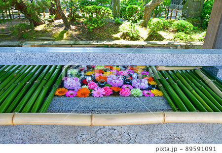 宮城県 岩沼市 新緑の竹駒神社 花の浮かぶ手水舎 宮城県 岩沼市 新緑の竹駒神社 花の浮かぶ手水舎 89591091