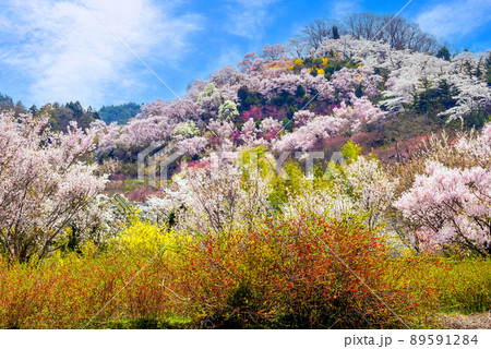 カラフルな花見山2 89591284