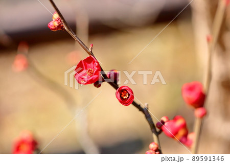 木瓜の花 89591346
