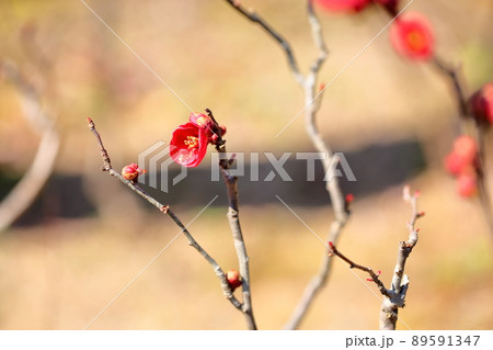 木瓜の花 89591347