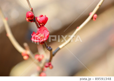 木瓜の花 木瓜の花 89591348
