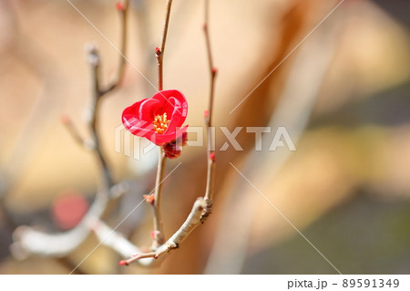 木瓜の花 89591349