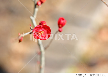 木瓜の花 89591350