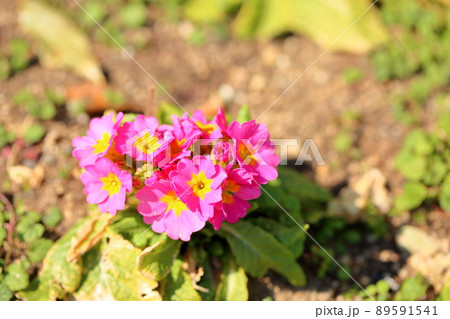 プリムラの花 89591541