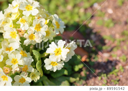 プリムラの花 89591542