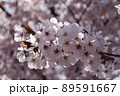 ひとときの桜 89591667