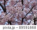 春が来た！ 89591668