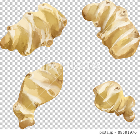 菊芋水彩風格插圖集 菊芋水彩風格插圖集 89591970