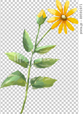 菊芋花水彩風格插圖 菊芋花水彩風格插圖 89591971