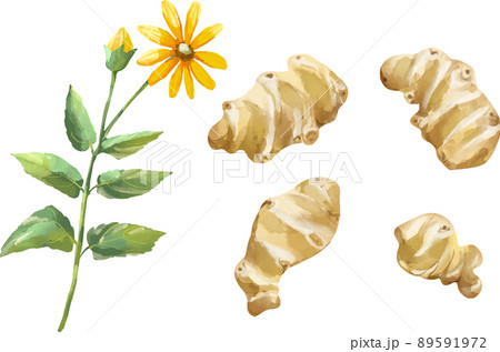 菊芋 芋と花のセット 水彩風イラスト 菊芋 芋と花のセット 水彩風イラスト 89591972