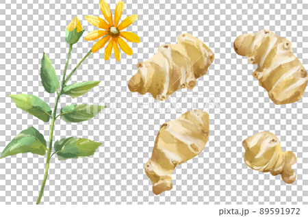 菊芋 芋と花のセット 水彩風イラスト 菊芋 芋と花のセット 水彩風イラスト 89591972