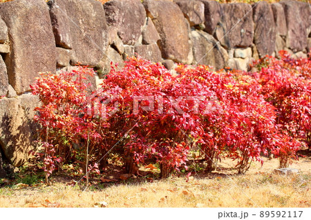 Otafuku Nanten flowers - Stock Photo [89592117] - PIXTA