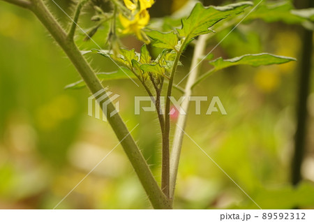 ミニトマトのわき芽 89592312