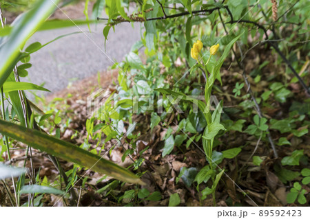 陰に隠れるように咲くキンラン【絶滅危惧植物】／ラン科 89592423