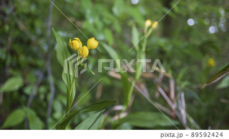 雑木林で咲いたキンラン【絶滅危惧植物】／ラン科 89592424