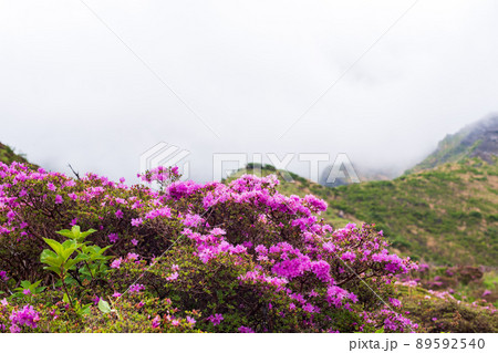 初夏の阿蘇仙酔峡に咲くピンクの花ミヤマキリシマの風景 89592540