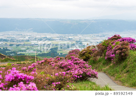 初夏の阿蘇仙酔峡に咲くピンクの花ミヤマキリシマの風景 89592549