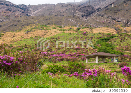 初夏の阿蘇仙酔峡に咲くピンクの花ミヤマキリシマの風景 初夏の阿蘇仙酔峡に咲くピンクの花ミヤマキリシマの風景 89592550