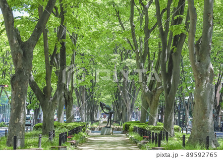 仙台市春の定禅寺通り 89592765