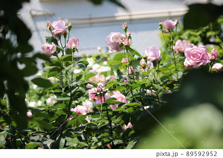 しっとりと白いバラ しっとりと白いバラ 89592952