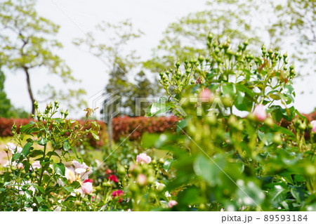 バラが満開に咲いた小牧市市民四季の森 バラが満開に咲いた小牧市市民四季の森 89593184