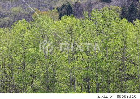北海道 東部 新緑の雑木林 新緑の森 北海道 東部 新緑の雑木林 新緑の森 89593310