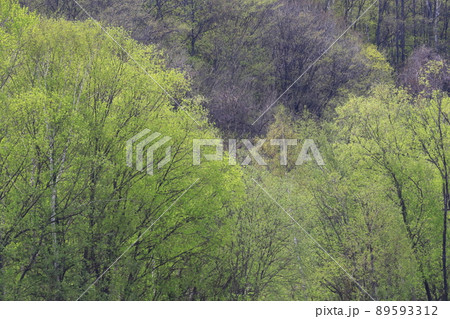 北海道　東部　新緑の雑木林　新緑の森 89593312