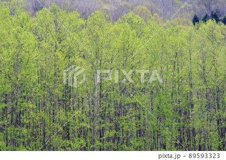 北海道 東部 新緑の雑木林 新緑の森 北海道 東部 新緑の雑木林 新緑の森 89593323