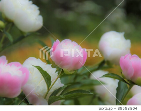 シャクヤクの花が開き始めた 89593804