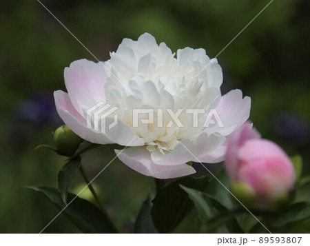 シャクヤクの花をクローズアップ 89593807