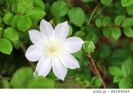 花弁8枚のこの花はカザグルマ（風車）白花種です！ 89594084